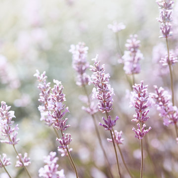 Fototapeta White Lavender  