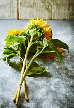 Cut sunflowers on a wooden background
