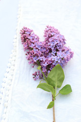 Fresh, romantic lilac branches on white subtle background