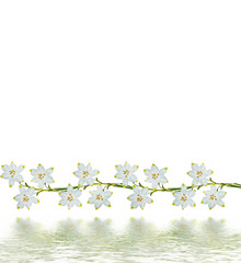 spring flowers snowdrops isolated on white background.