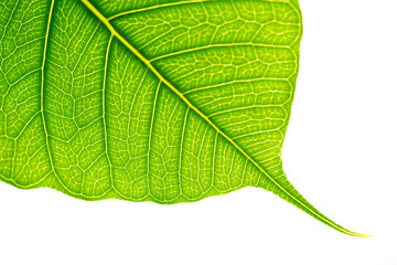 green leave on white background