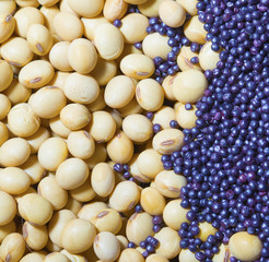 Soy bean pattern as background