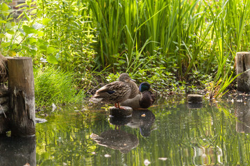 Spreewald © hopfi23