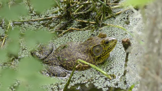 american bullfrog in a swamp