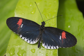 Fototapeta na wymiar Butterfly 2016-52 / Black and red butterfly on a wet leaf.