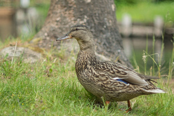 Stockente