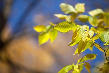 image of autumn leaves.