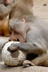 Pavian mit Fußball