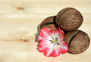 Decorative coconuts from a tree with a Tulip on the background of pine boards