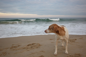Perro en la playa mirando lejos al atardecer