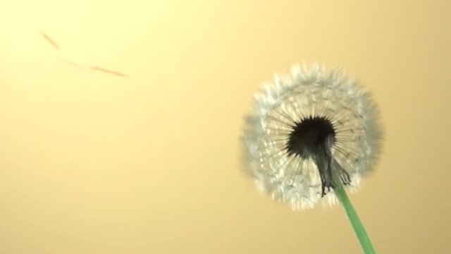Dandelion seeds being blown in the wind.  The wind blows away dandelion seeds.  Slow motion 240 fps. High speed camera shot. Full HD 1080p. Slowmo
