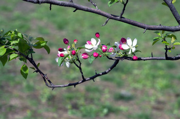 Beautiful Flower in spring. Natural background