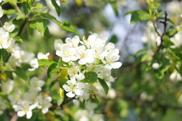 Цветок яблони