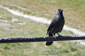 Jackdaw (corvus monedula)