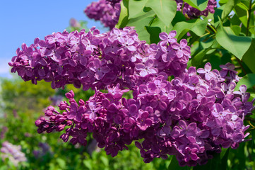 Obraz premium Spring lilac flowers.
