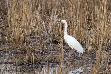 Great egret (Ardea alba) on the pond