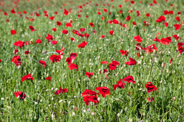 Field of Poppies in Sussex