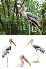 Stork / Collection of stork (Mycteria leucocephala) is a large wading bird.