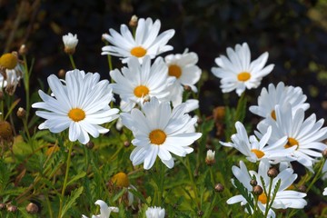 Marguerites dans un massif de fleurs en Bretagne