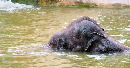 Elephant calf / Elephant calf playing water in elephant farm.