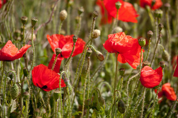 Field of Poppies in Sussex