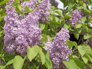 Obraz premium Flieder, Syringa, Blüten