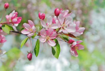 Pink flowers of blooming cherry tree