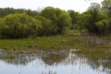 Panorama small river with reed on northern part of Ukraine, Sumy region. Riparian vegetation Salix sp. Flooded meadows
