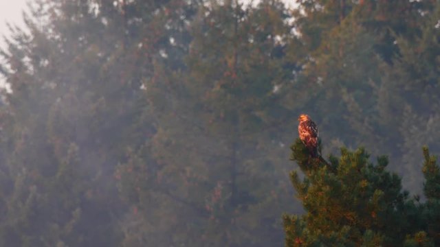 Common Buzzard sitting in a pine tree in the early morning light.