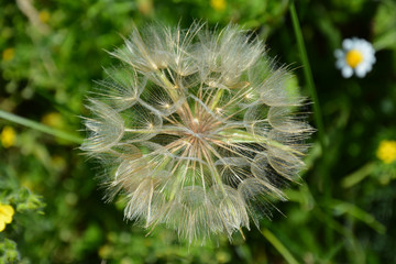 Wildflower, dandelion.