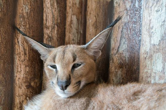 Caracal Cat
