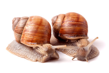two live snail crawling on white background close-up macro