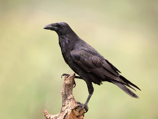 Common raven (Corvus corax)
