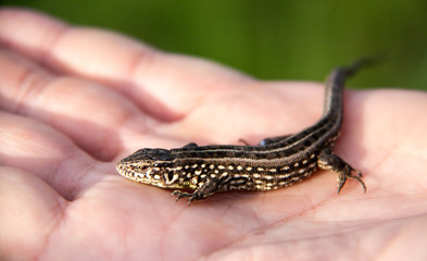 lizard sitting on a palm close up