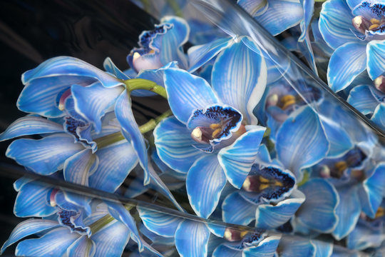 Blue orchid with buds on a black background
