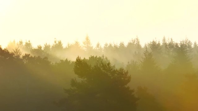 Early morning sunlight over a pine tree forest in early autumn