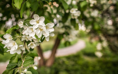blooming apple tree in the garden in spring with footpath in the