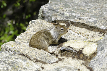 Squirrel