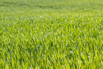Green color grass texture. Field of wheat sprouts, Ukraine