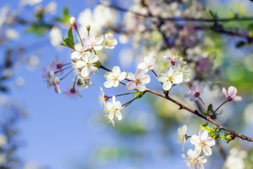 Flowers of the cherry blossoms on a spring day