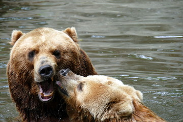 Kamtschatka B&auml;r