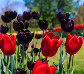 Tulips spent and full bloom Washington Park Albany NY, at Tulip festival near Mother's Day