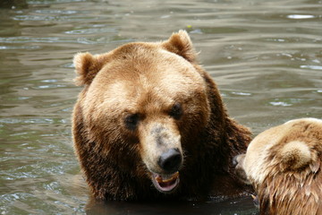 Fototapeta na wymiar Kamtschatka Bär