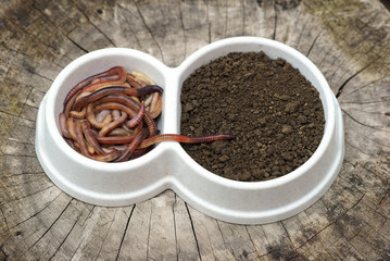 worms as the inhabitants of the soil