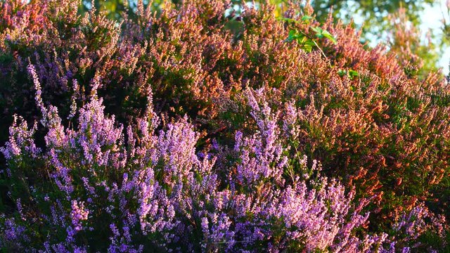 Blossoming heather plants in early autumn morning light.