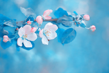 Apple Blossom. Spring background. Spring flowers.