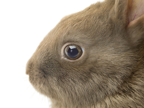 close-up image of a cute furry rabbits head.
