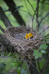 Bird's nest with chicks in a tree.