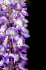 Fototapeta na wymiar Robinia pseudoacacia tree flowers, know as black locust, purple,