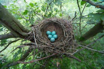 Bird's nest.